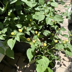 Chinese Hot chili Plant