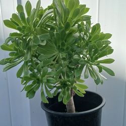 Aeonium Arboreum Plant