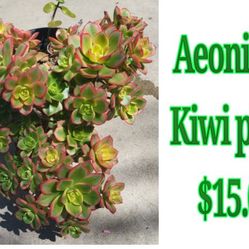 Aeonium Kiwi plant