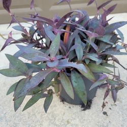 Purple Heart Plant