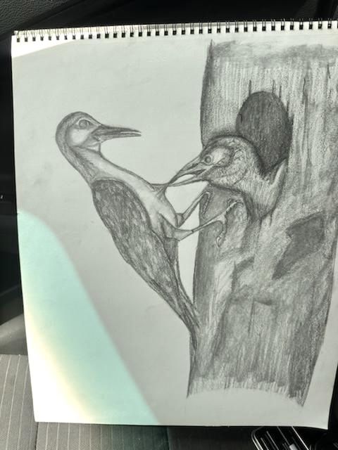 Drawing Pencil Art Birds 
