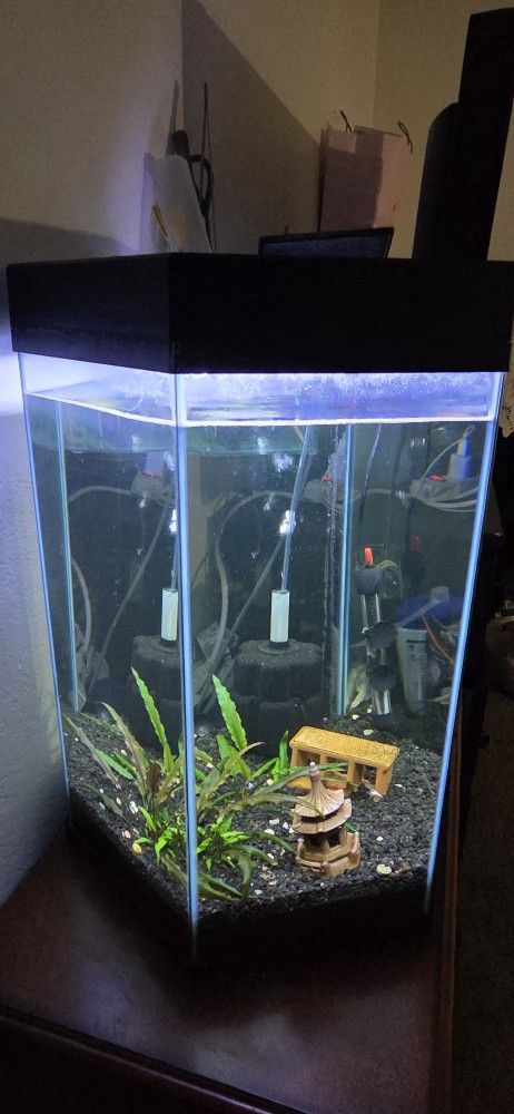 20 Gallon Hexagon Fish Tank