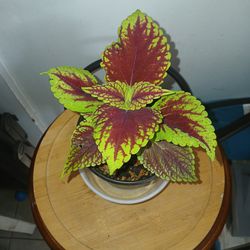 Coleus