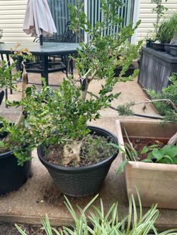 Boxwood pre-bonsais with extra thick trunks