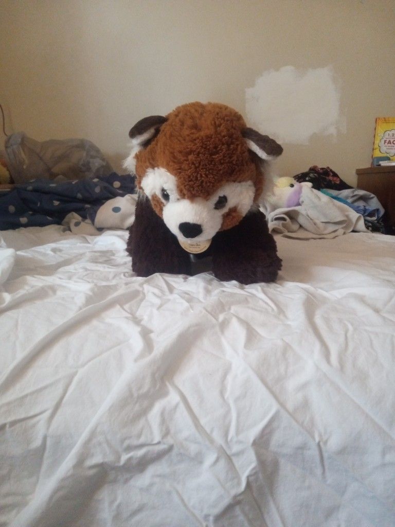 Racoon