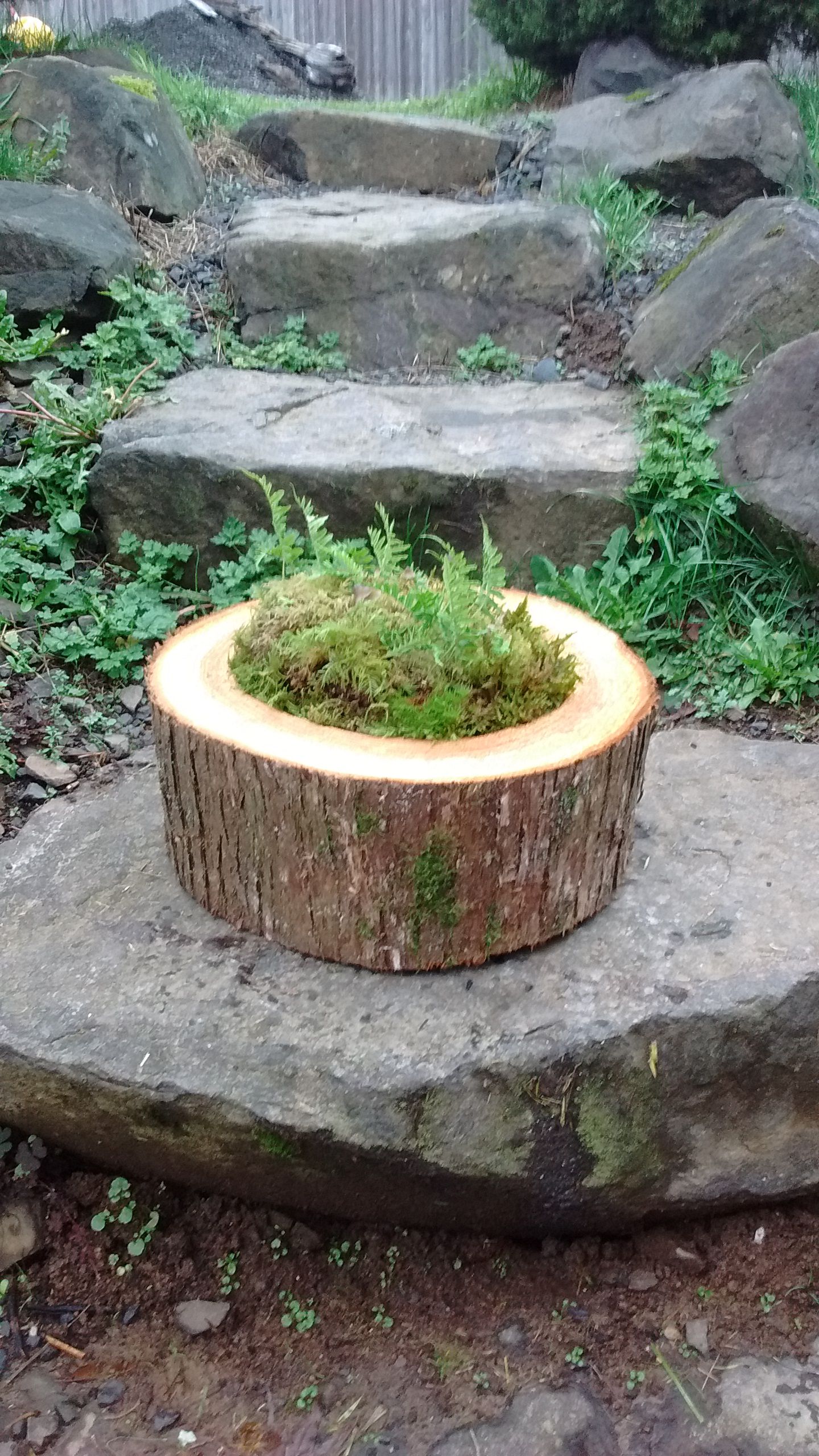 Live Aromatic Cedar Log Natural Rustic Decor