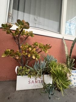 Outside Plants For Sale - Make Me An Offer  Vendiendo plantas para afuera - hazme una oferta  