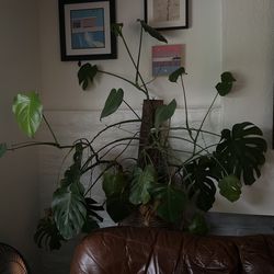 Large Monstera In Woven Basket With Lights