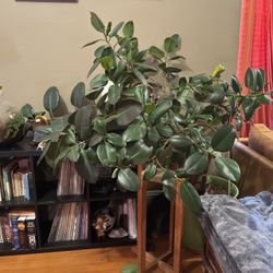 Rubber Tree Plant -Big Boi