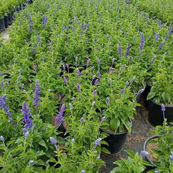 Plantas