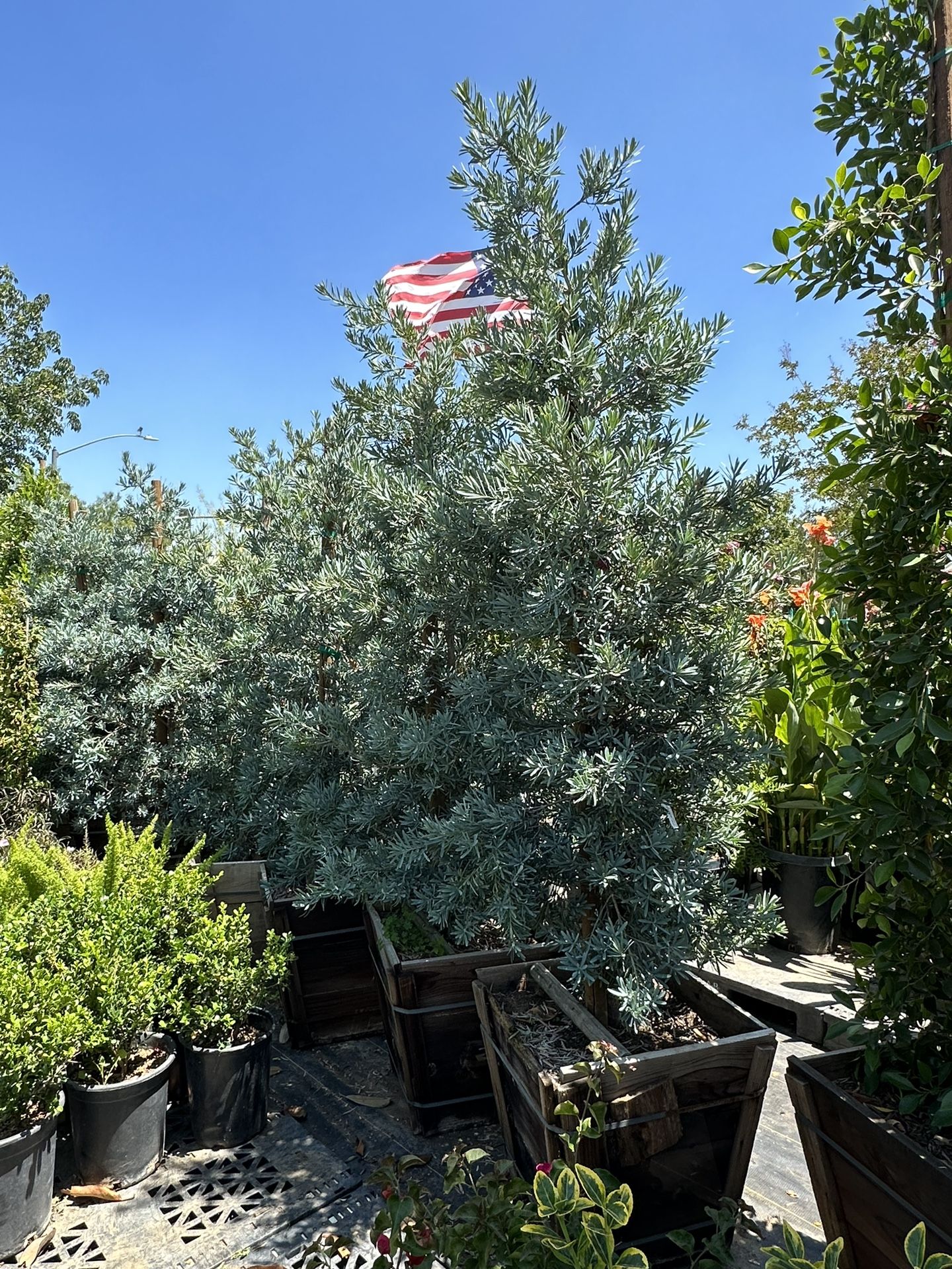 Podocarpus elongatus ‘Monmal’ (Blue Ice Yellowwood) iced Blue Podocarpus tree 