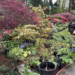 Green Japanese Maple tree