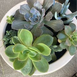 Unique Succulents In New Large Pot