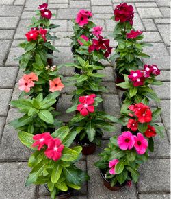 Gorgeous Healthy Vincas in 4" Pots
