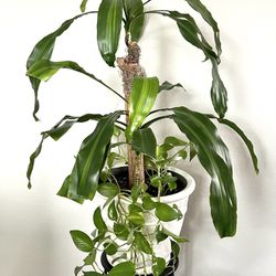 Dracaena Plant With Pothos