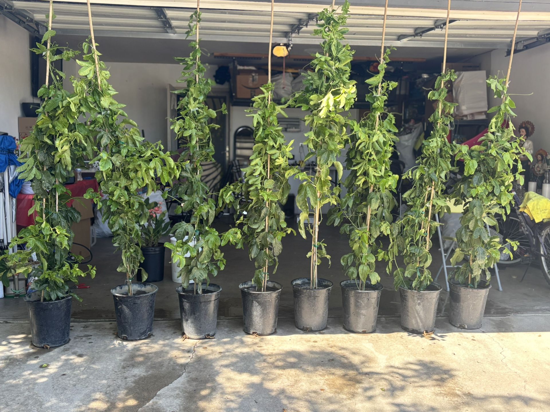 Purple Passion Fruits πͺ΄π