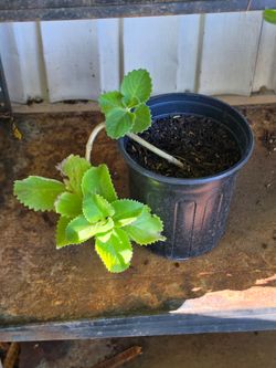 Mexican mint oregano plant