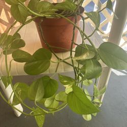 Patho Ivy Plant 5.00