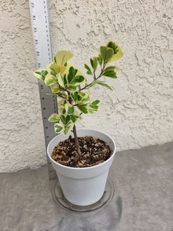 Ficus Triangularis Variegata Plant