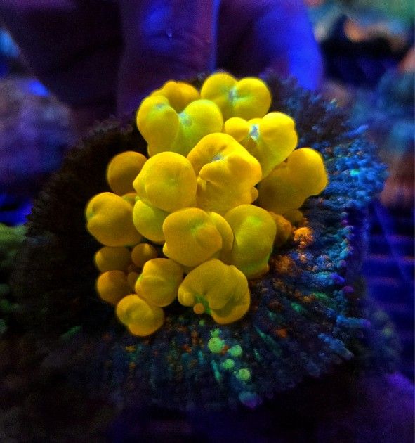 🔥CORALS DECORATIONS FOR MARINE TANK OVER 500 CORALS IN STOCK PICK-UP - DELIVERY - SHIP