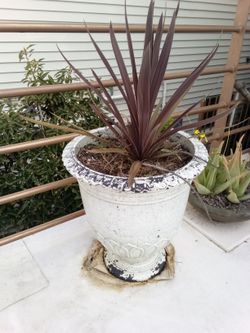 Beautiful Plant About 4 Fetal