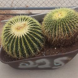 Barrel Cactus 