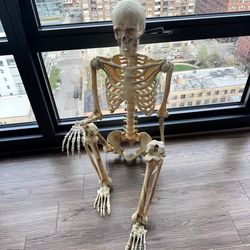 Human Anatomy Skeleton Model Halloween