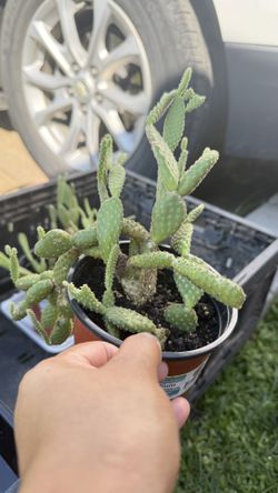 Minnie Cactus Plant/Minnie Nopalitos
