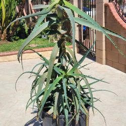 Aloe Vera Plant