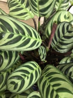 Calathea Burle Marx - Fish Bone Calathea