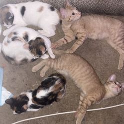 Cat Bed