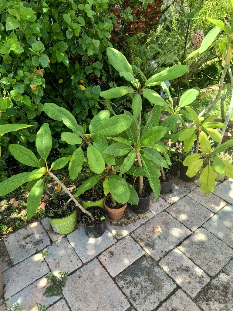 Plumeria/ Frangipane Trees