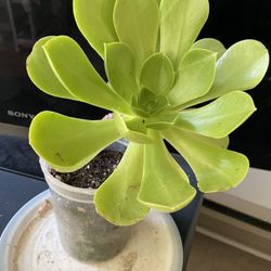 Tree Aeonium Plant