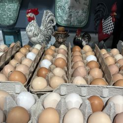 Fresh Eggs