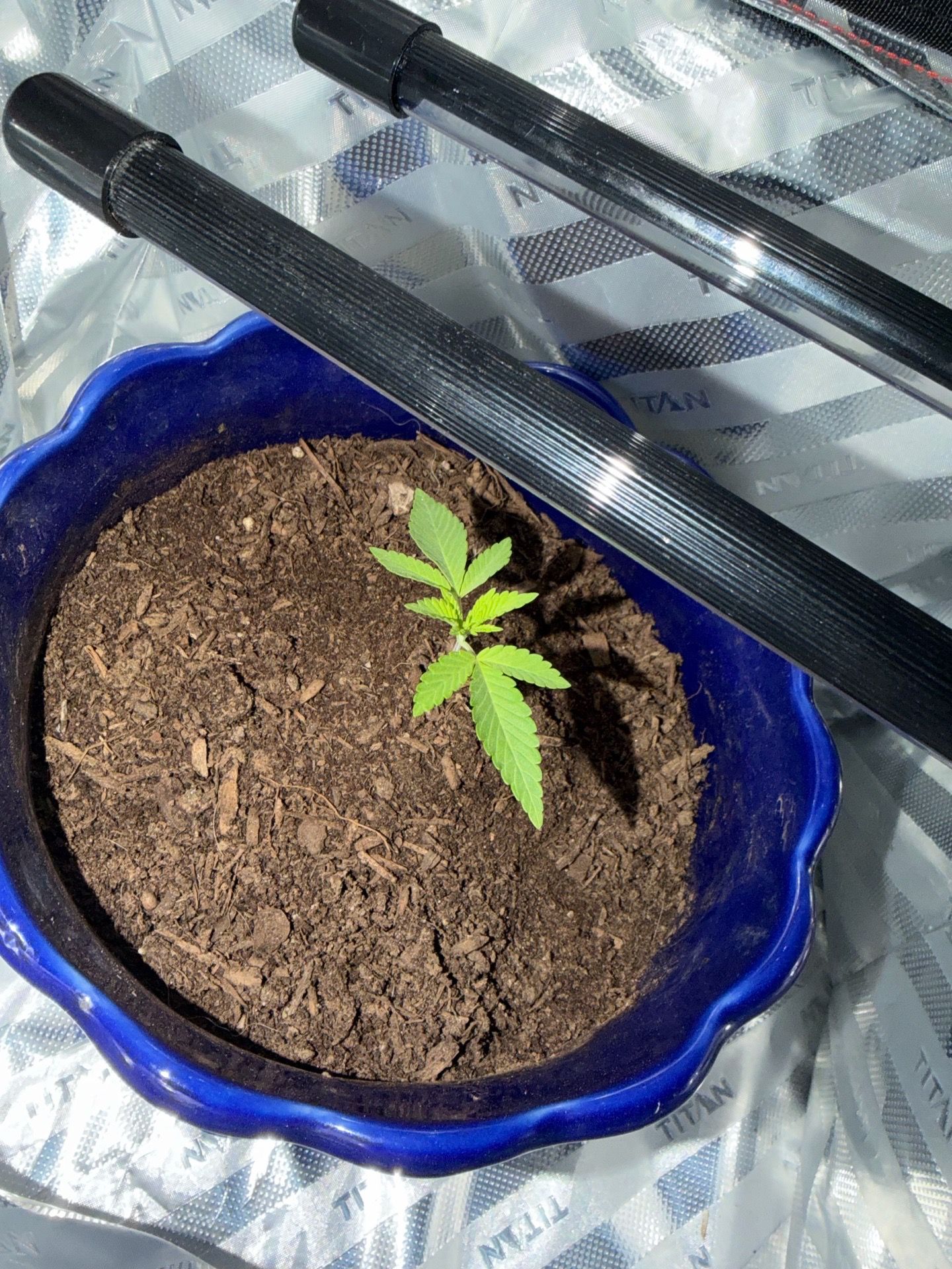 Plant M