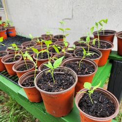 Jalapeño Peppers Starter Plants