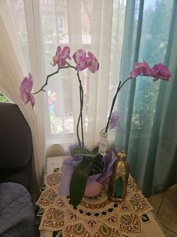Orchid