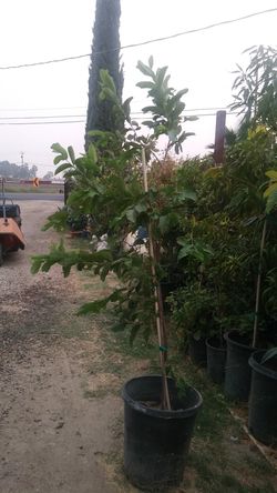 Guayabo mexicano $99