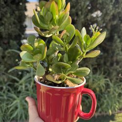 Succulent Gift 🎁 