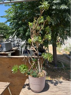 Big succulent
