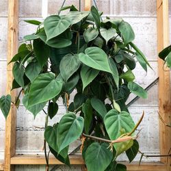 Lush Trailing Heartleaf Philodendron Plant/ House Plant/ Indoor Plant Flower Patio Garden