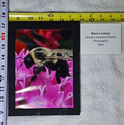 "Bombus impatiens" Art