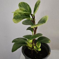 Varigated Baby Rubber Plant