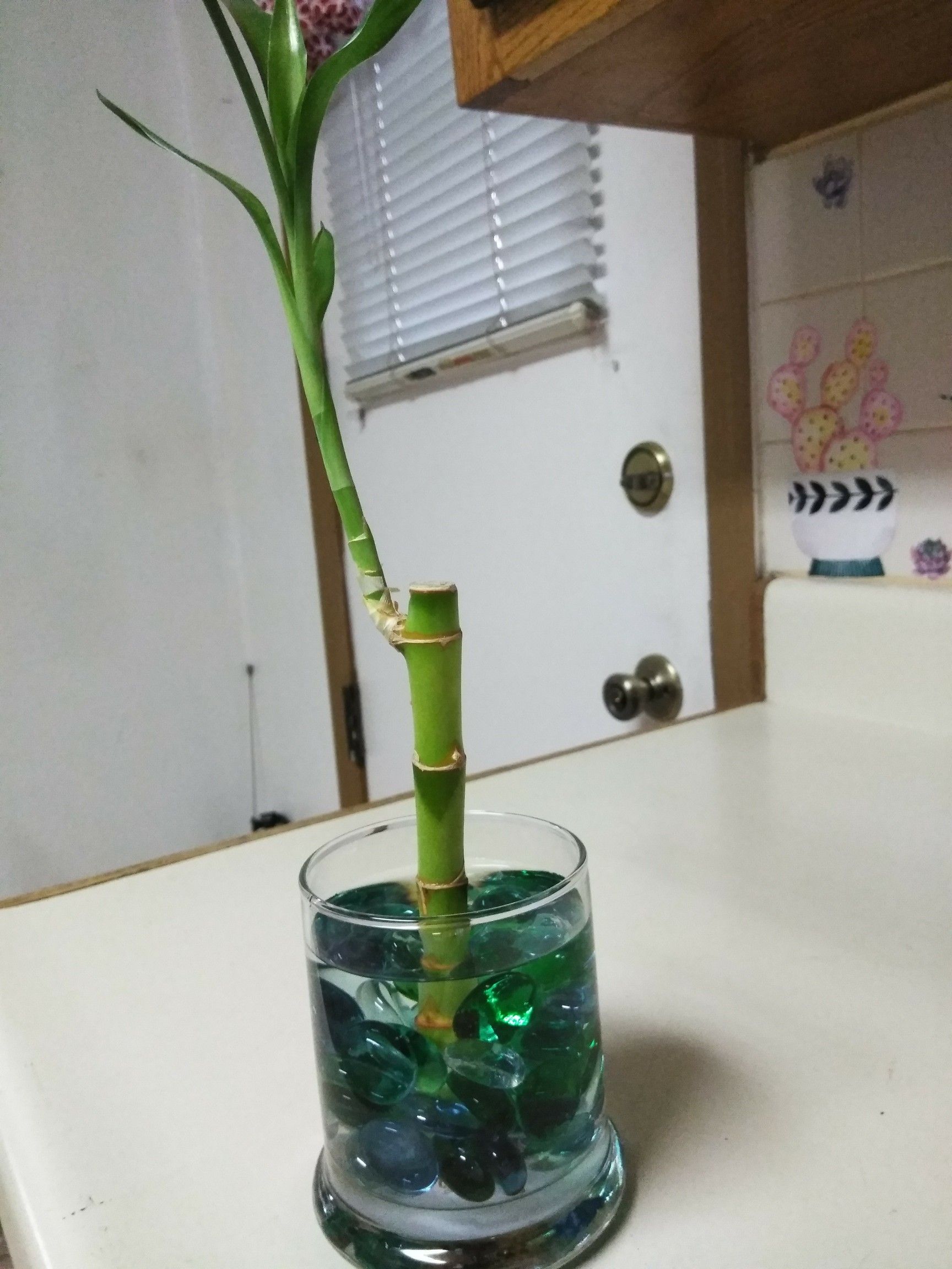 Bamboo plant