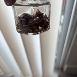 Corms! ALOCASIA POLLY