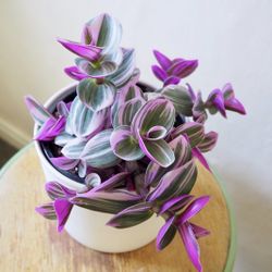 Pink Tradescantia Starts