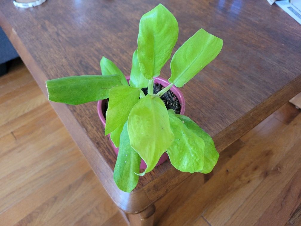 Philodendron Lemon Lime Upright