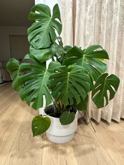 Big Healthy Monstera Plant + Modern White Planter