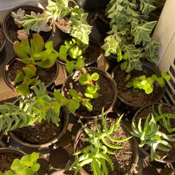 Succulent plants