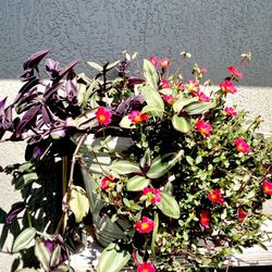 Assorted Succulents In A Pot
